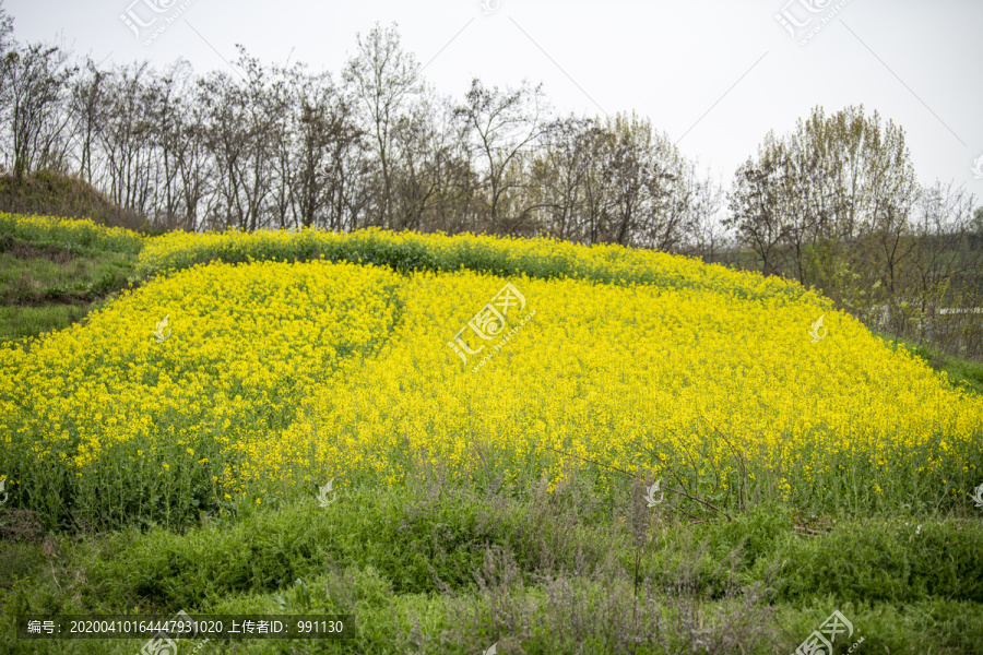 油菜花