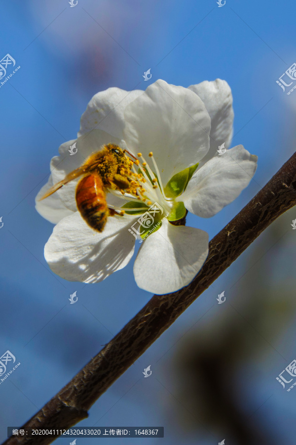 一朵杏树花与花蕊上的蜜蜂