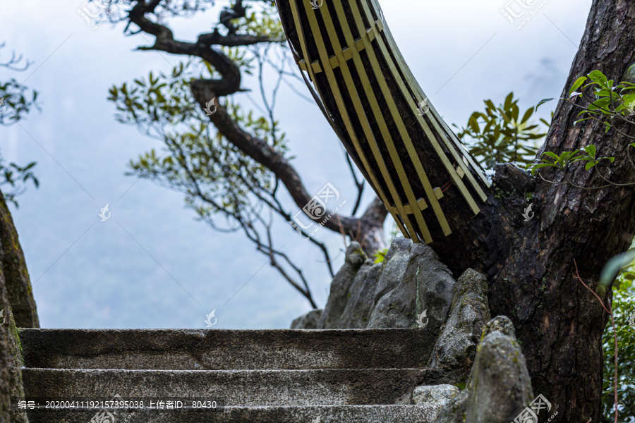 台阶松树