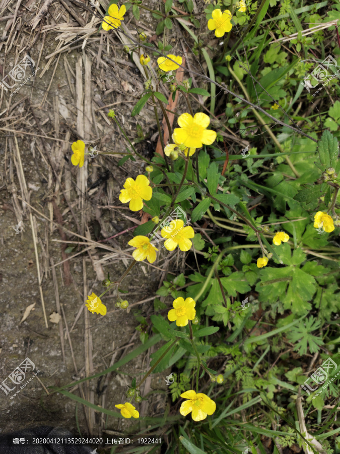 野花