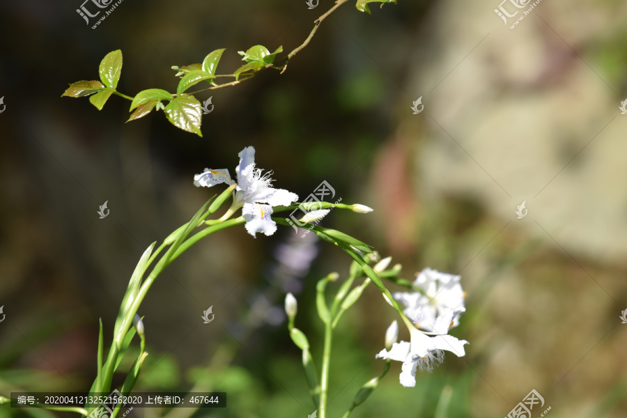 花花草草