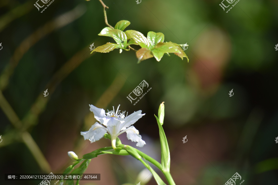 花花草草