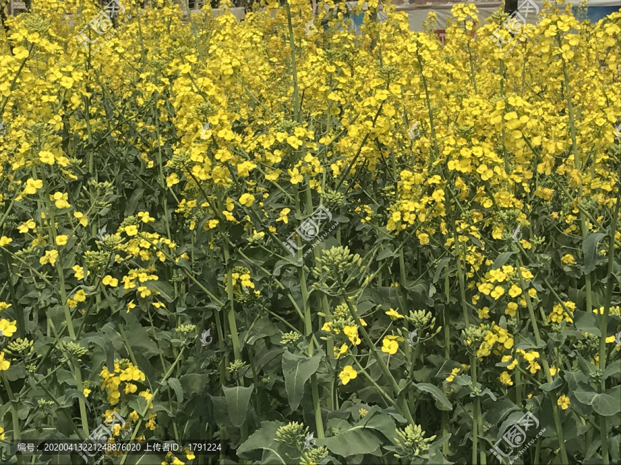 油菜花