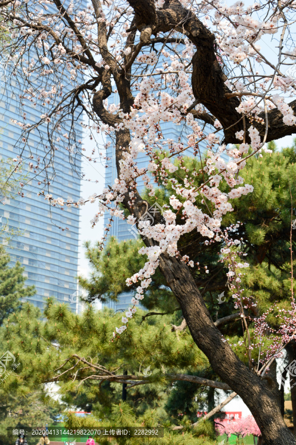 东京樱花