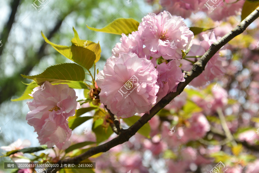 盛开的九州岛樱花