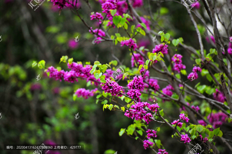 园林紫荆花