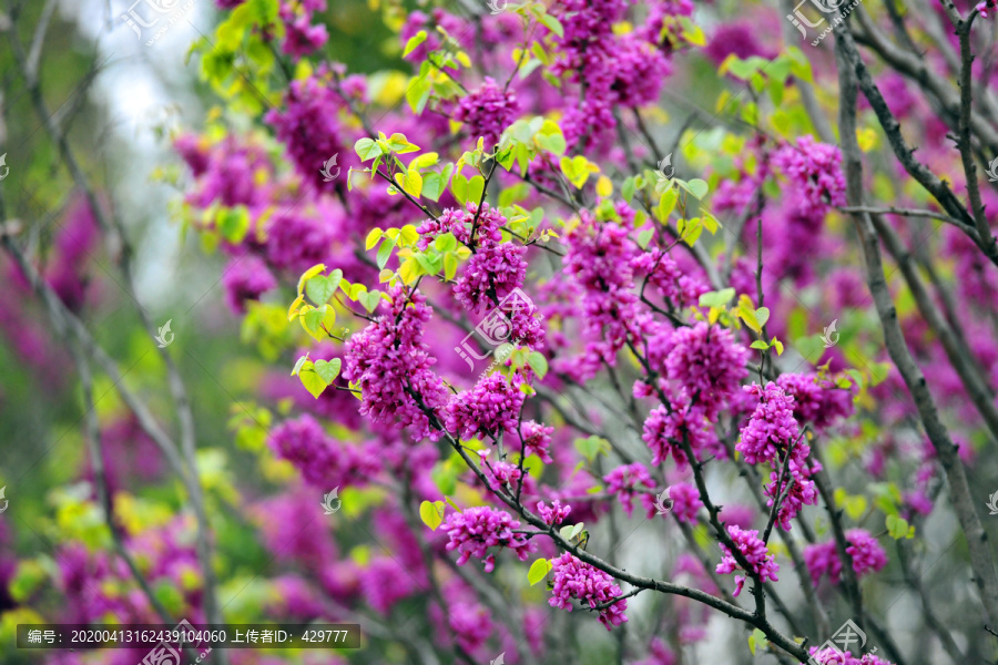 春天园林紫荆花