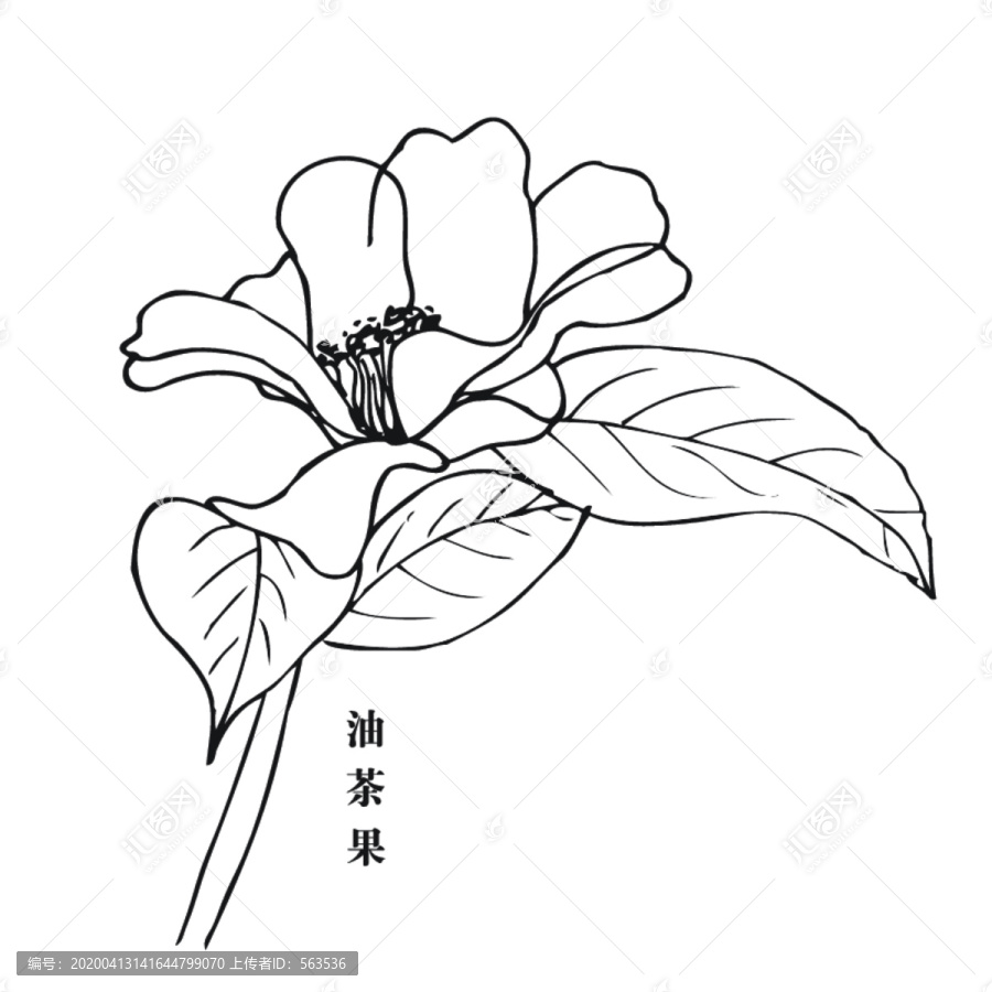 油茶花