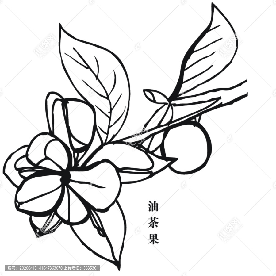 油茶果