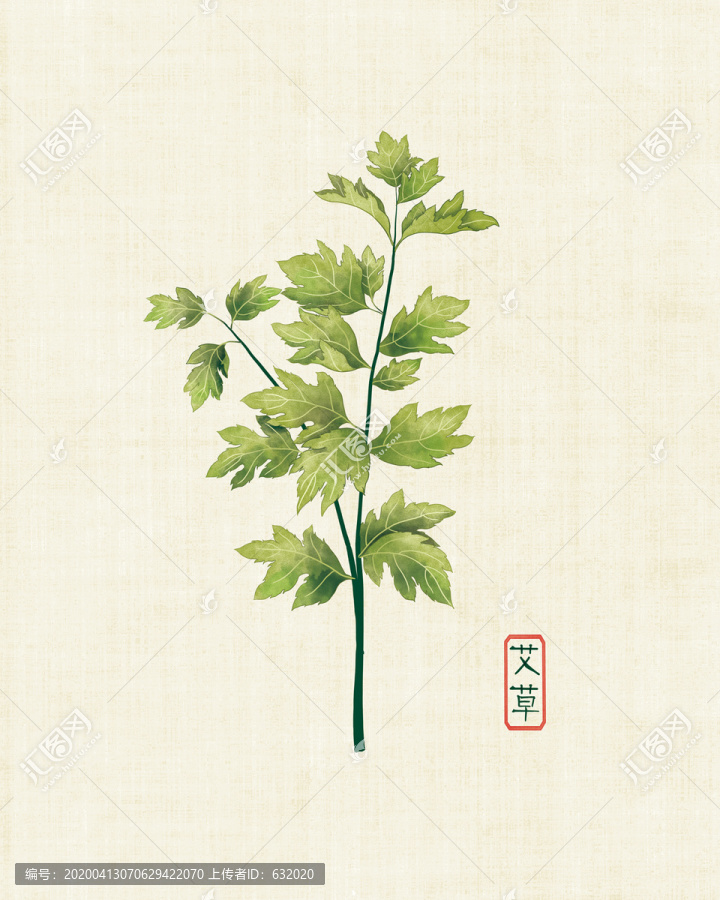 艾草圖片