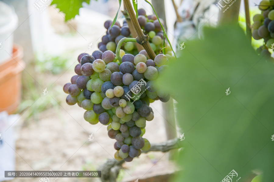 葡萄采摘园里的葡萄