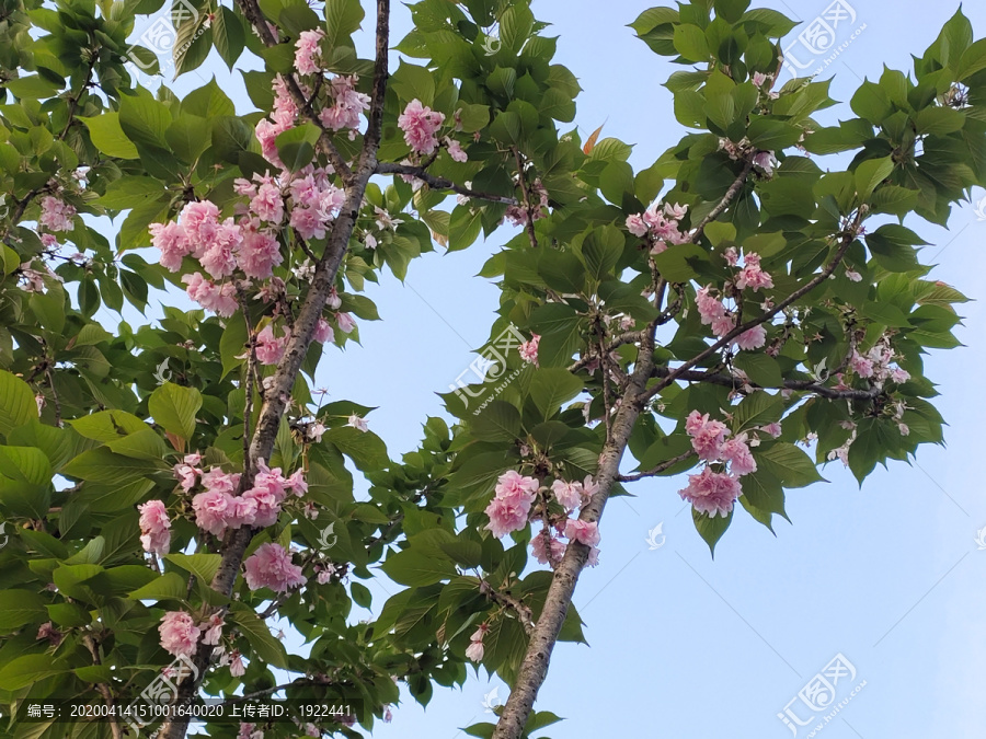 樱花背景