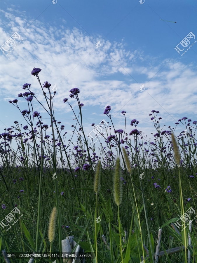 小花草