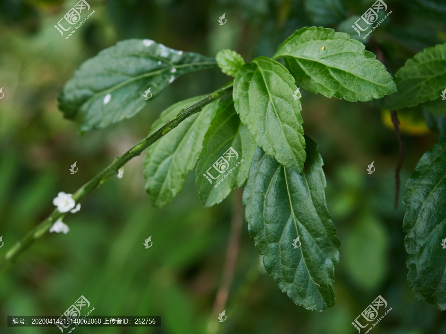 绿色植物