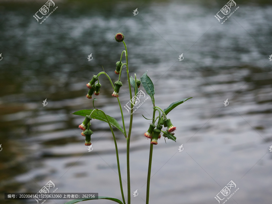 水塘边的植物