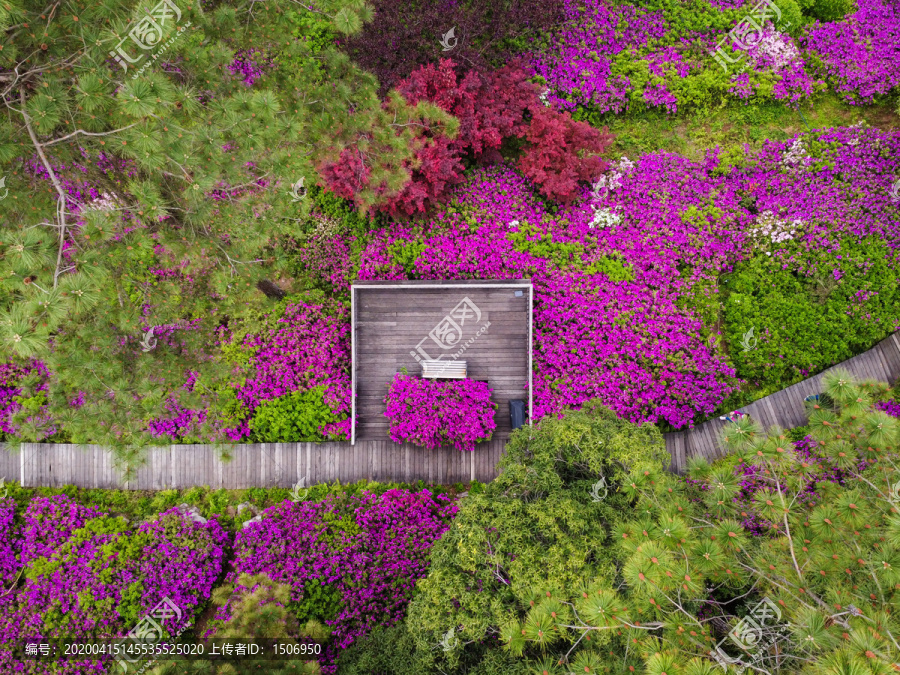 武汉东湖磨山景区杜鹃花航拍