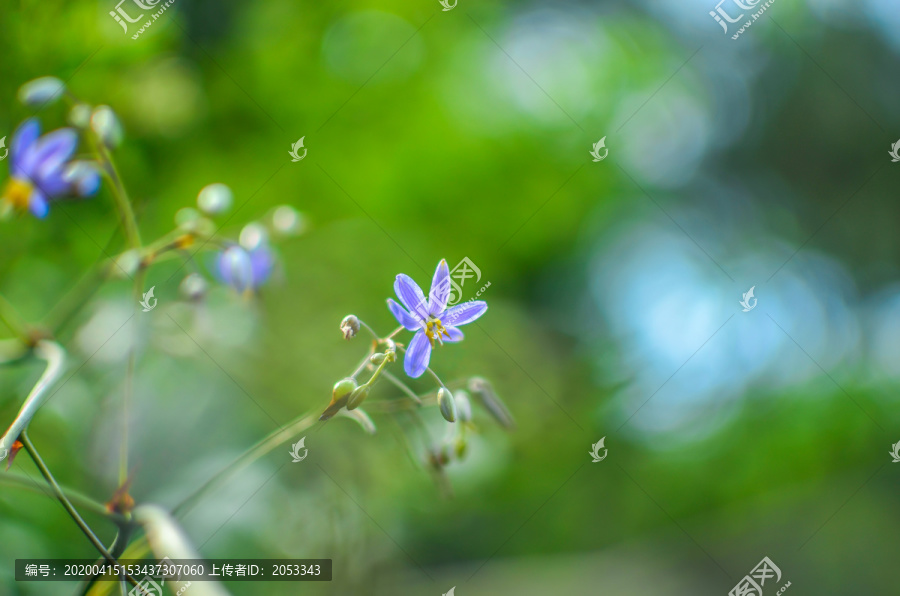 山菅兰