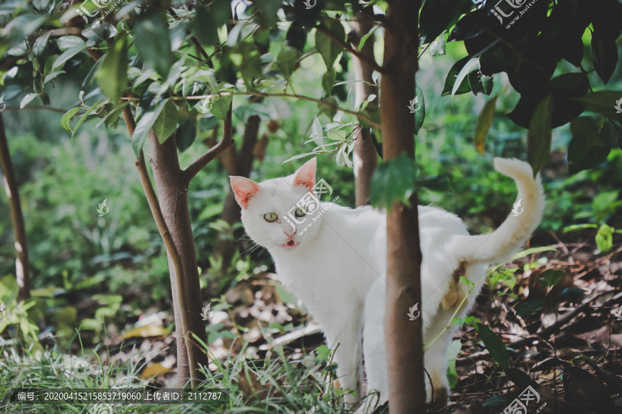 野猫