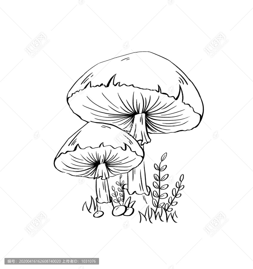蘑菇線描