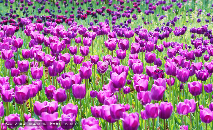 郁金香花田