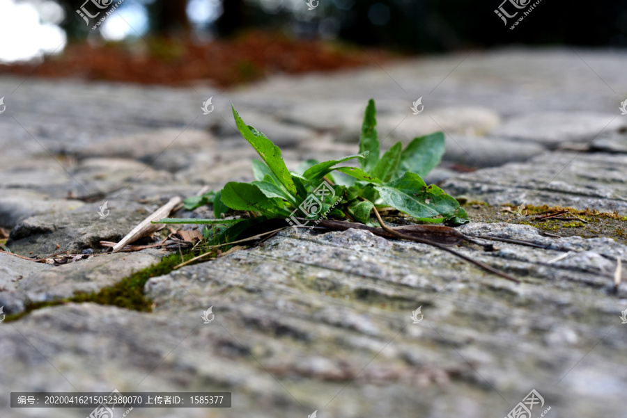 野草