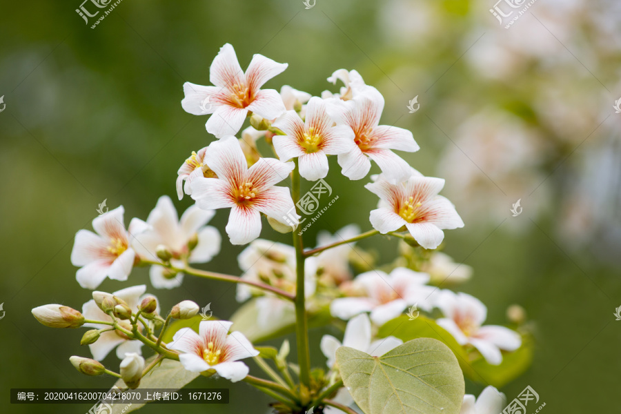 油桐花素材