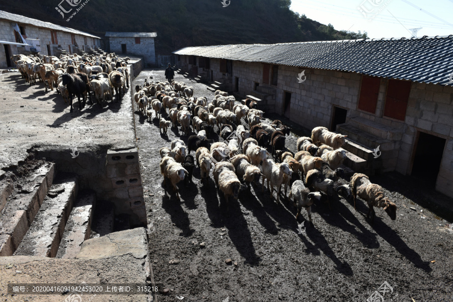 绵羊养殖专业合作社