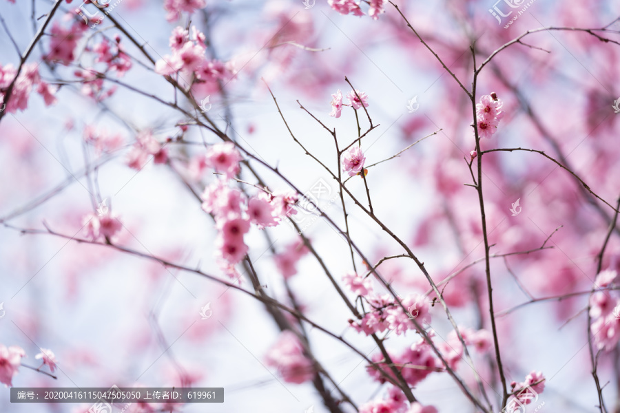 梅花