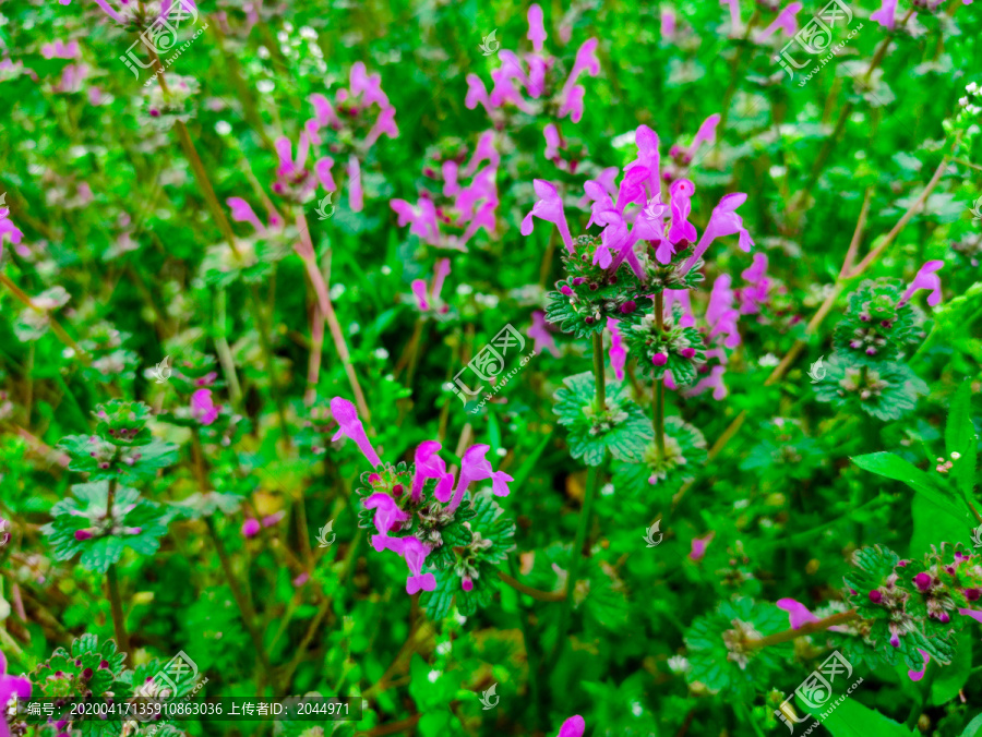 红花酢浆草