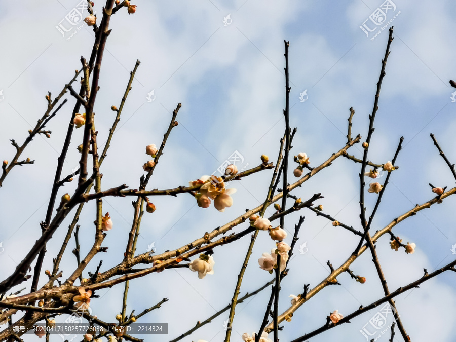 梅花