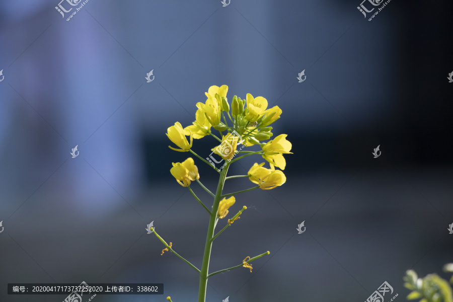 油菜花特写