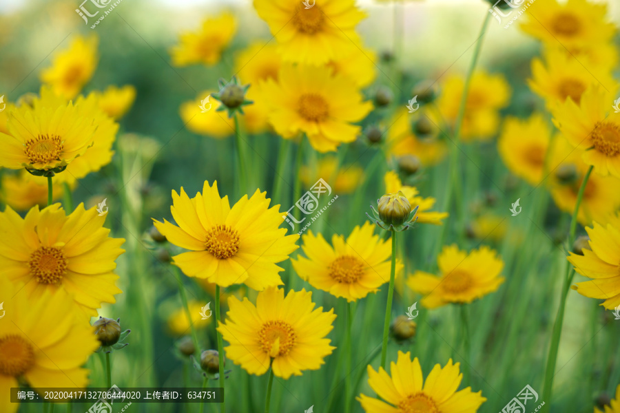 梦幻色彩的黄色花海花朵