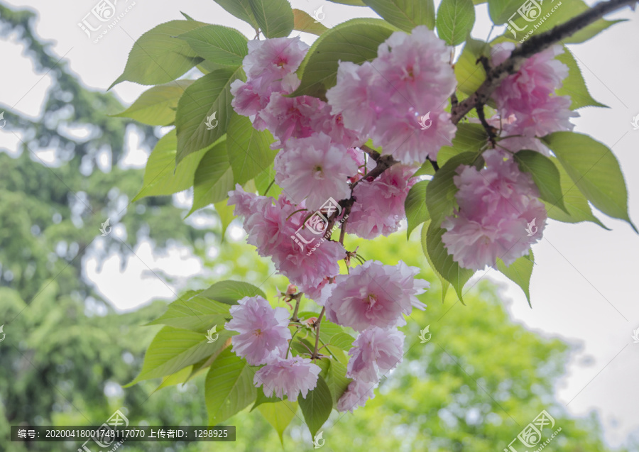 春日浪漫樱花