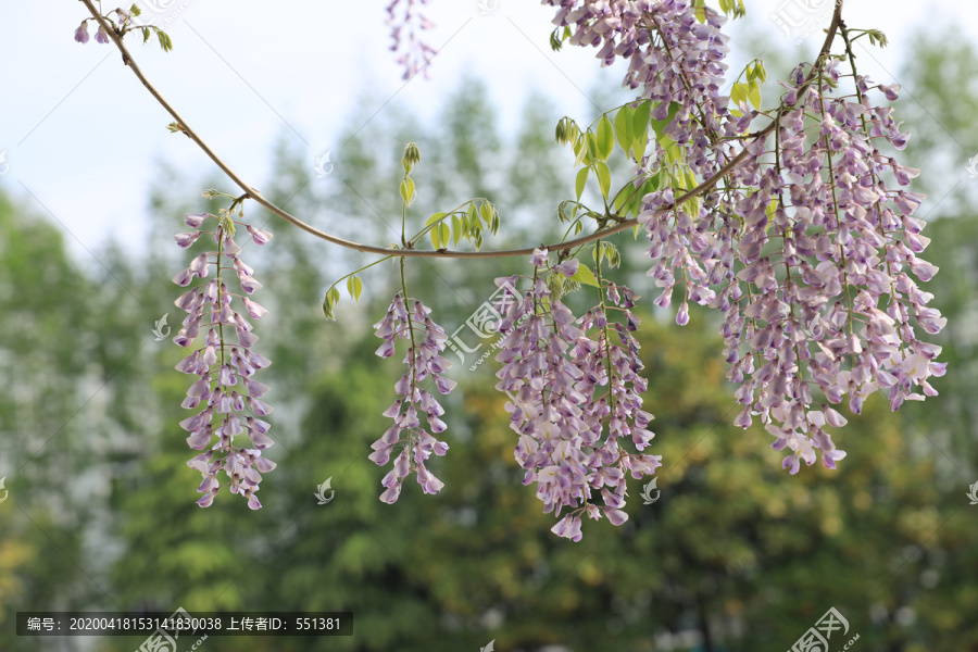 紫藤花