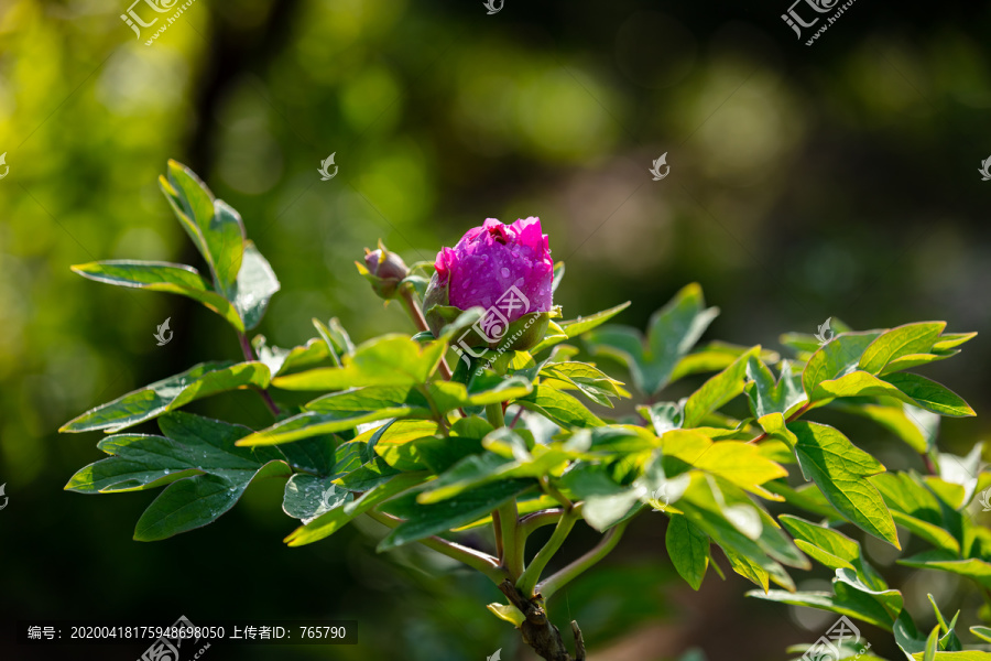 牡丹花花苞