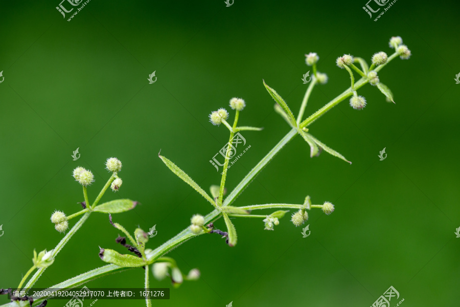 野草