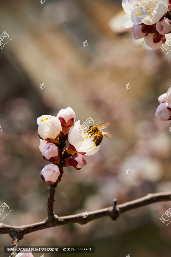 蜜蜂采花粉