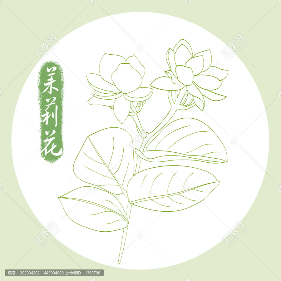 茉莉花線稿描