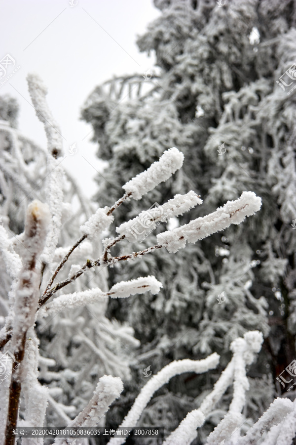 雪