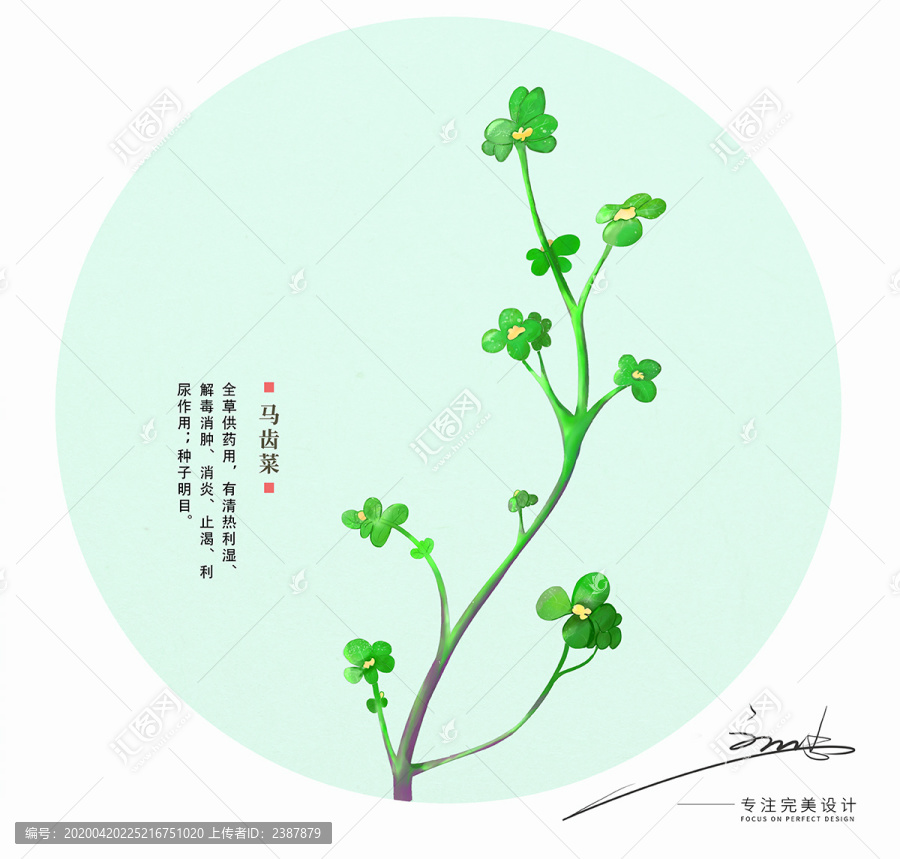 馬齒菜