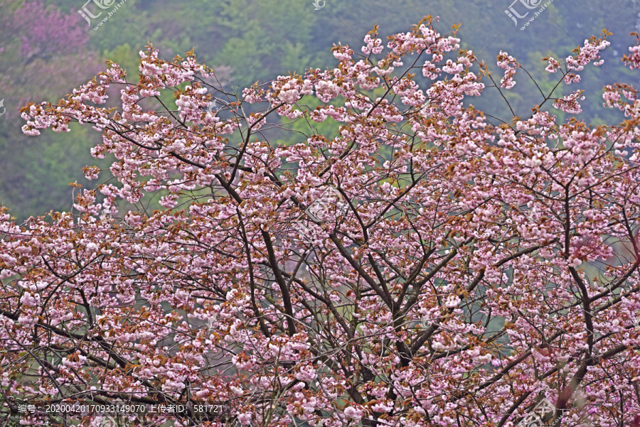 樱花