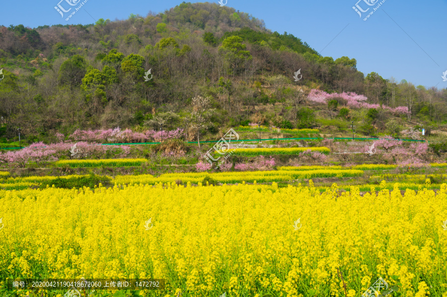 湖北黄石沼山森林公园春季风光