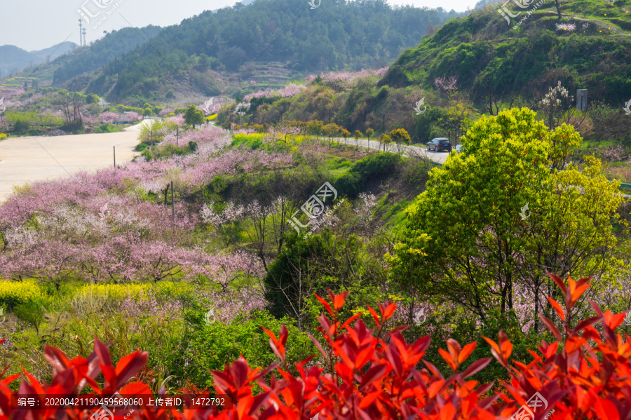 湖北黄石沼山森林公园春季风光