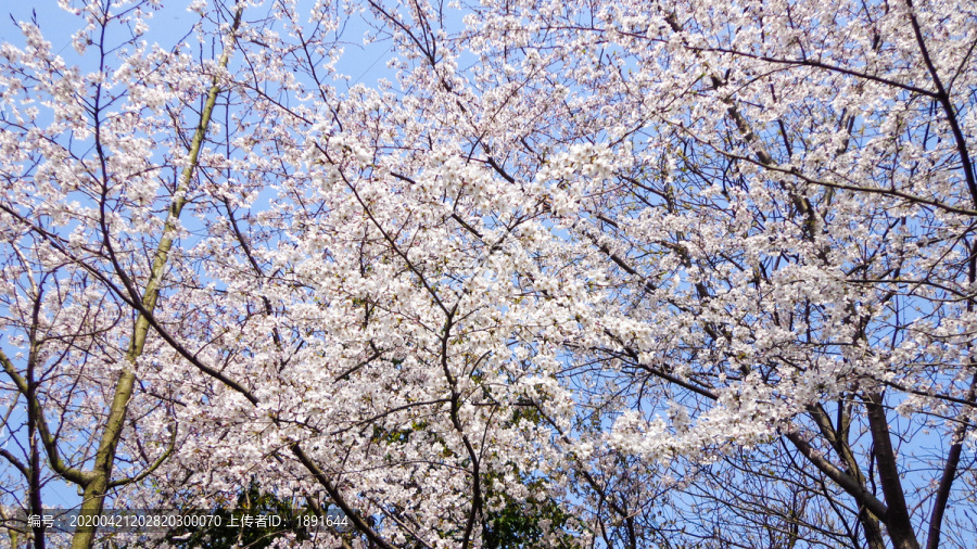 樱花树