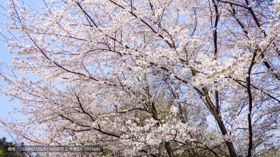 樱花树