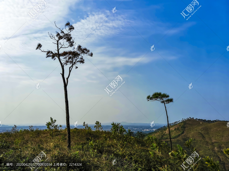 一颗小树