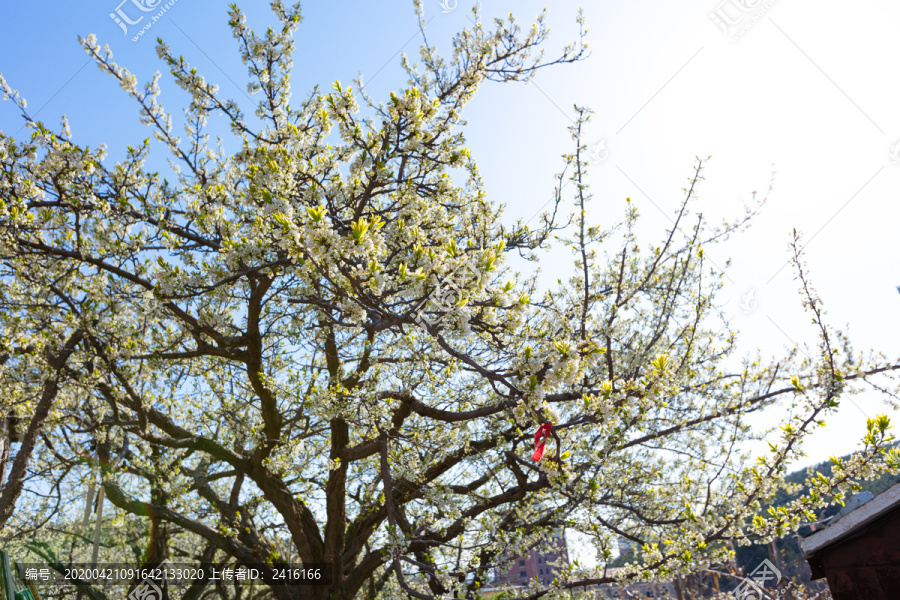 苹果花