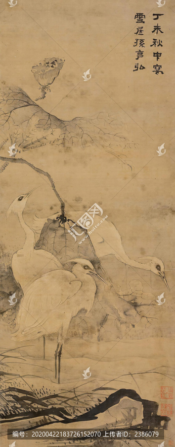 孫克弘鷺鷺蓮科圖