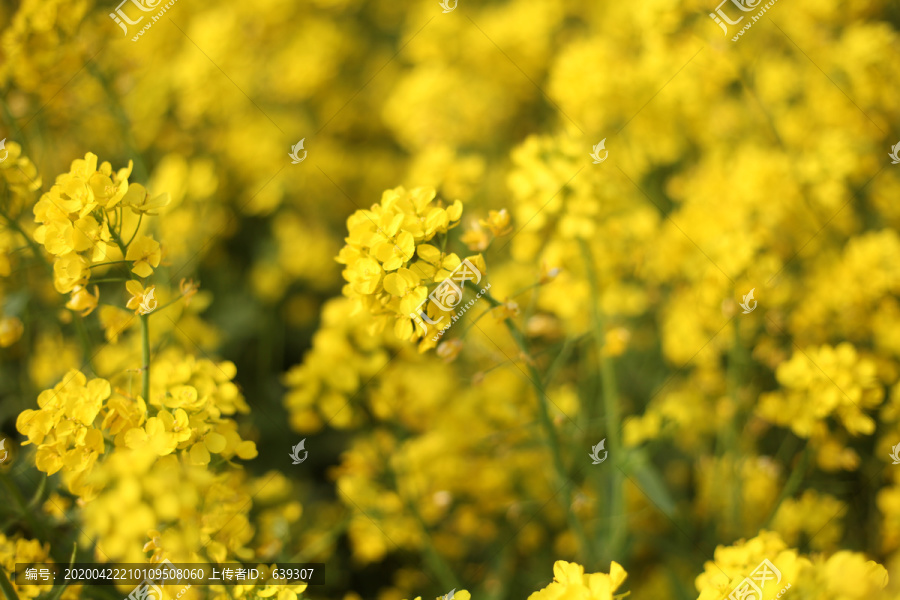 油菜花