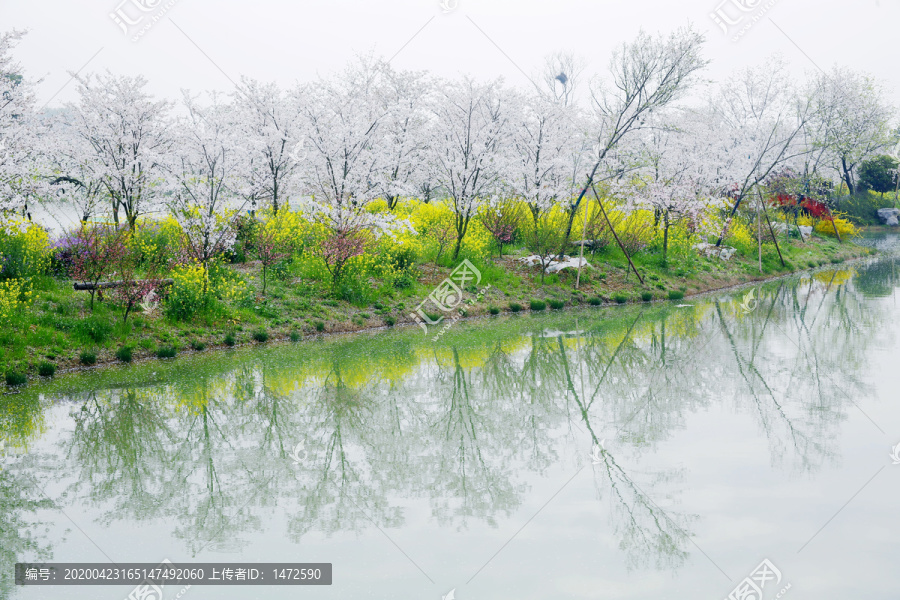 花乡春色